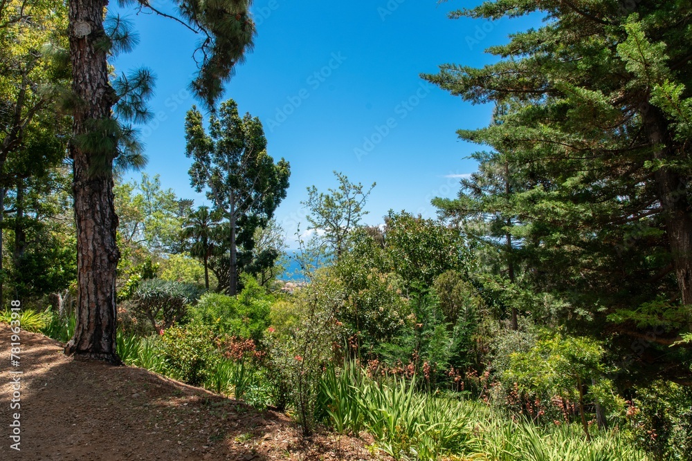 Group of lush green trees in the forest against a blue sky Group of lush green trees in the forest against a blue sky