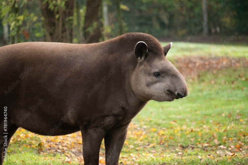 Fototapeta premium South American tapir standing and looking around inside a zoo