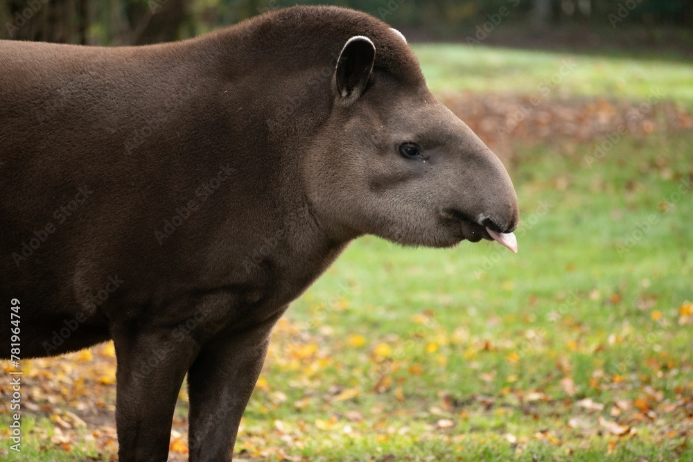 South American tapir standing and looking around inside a zoo South American tapir standing and looking around inside a zoo