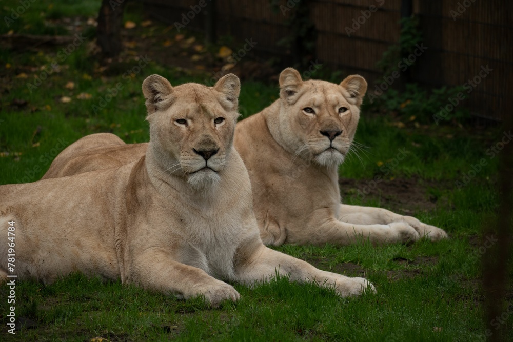 Scenic view of two lions sitting next to each other on the grass Scenic view of two lions sitting next to each other on the grass