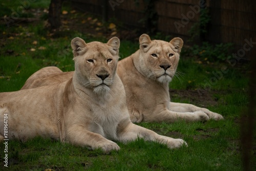 Scenic view of two lions sitting next to each other on the grass