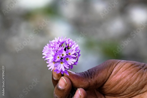 Shallow focus shot of a male hand holding a blossomed purple flower