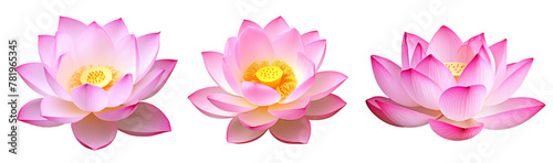 lotus flower isolated on white background
