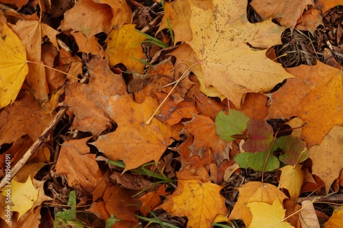 Closeup of golden autumn leaves on the ground outdoors