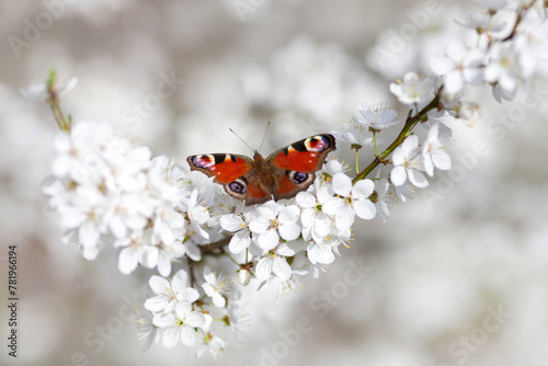 Peacock butterfly (Aglais Io) sitting on blossoming plum twig