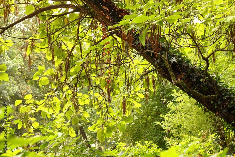 Fototapeta premium Beautiful tree in a forest with green leaves during sunrise