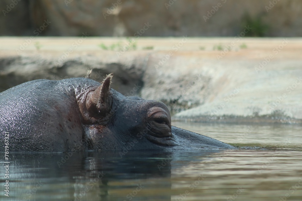 Closeup of a hippo hiding its face under the water Closeup of a hippo hiding its face under the water