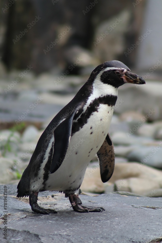 Naklejka premium Vertical shot of a cute Humboldt penguin standing on the rock