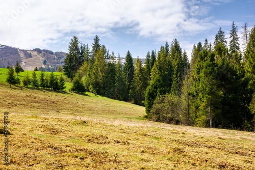coniferous trees on the grassy hill in spring. mountain range with snow capped tops in the distance beneath a blue sky with clouds. beautiful carpathian countryside on a sunny day © Pellinni