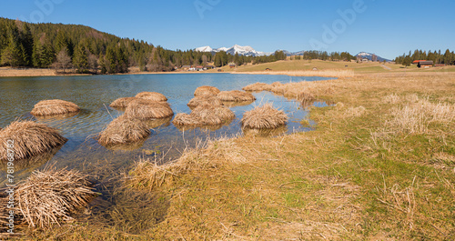 seaweed tufts in the moor lake Schmalensee, upper bavaria
