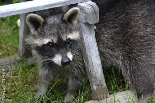 Closeup of a young raccoon  Procyon lotor  under a wooden structure in a green field