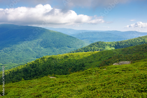 rolling landscape of carpathian mountains in summer. alpine meadows and forested hills of ukraine beneath a blue sky with fluffy clouds