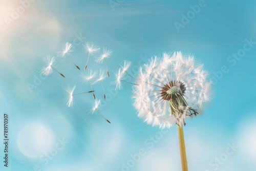 White dandelion with seeds flying away. Blowball against blue sky background