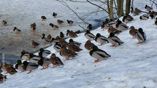 View of ducks gathering near the frozen Keravanjoki River, in Vantaa, Finland photo