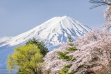 Mount Fuji in spring with cherry blossoms, Japan