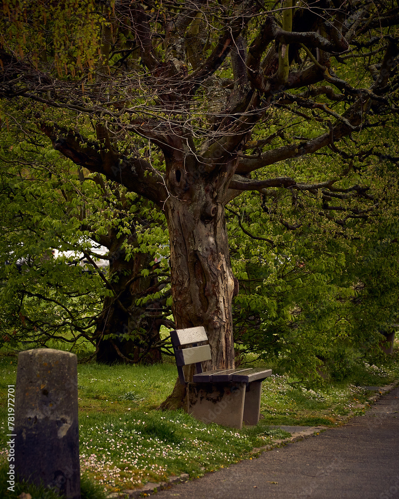 Vertical shot of the empty bench under the tree in the park. Vertical shot of the empty bench under the tree in the park.