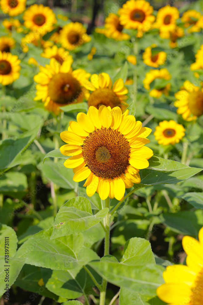 Blooming sunflower fields. Beautiful yellow flower