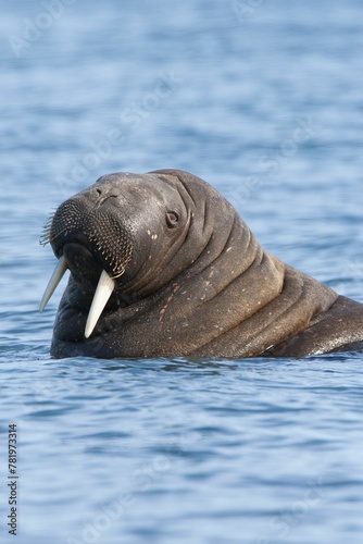 Vertical closeup shot of a walrus with long tusks swimming in the blue ocean