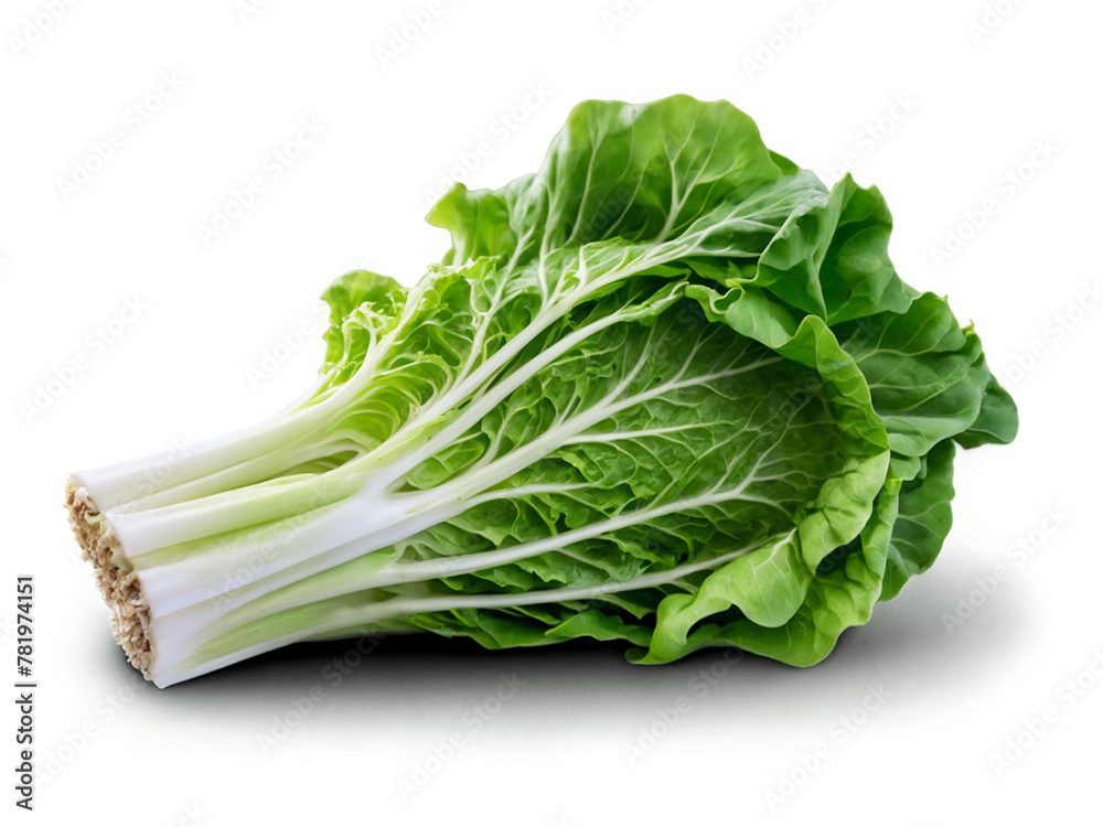 fresh lettuce isolated on white fresh lettuce isolated on white