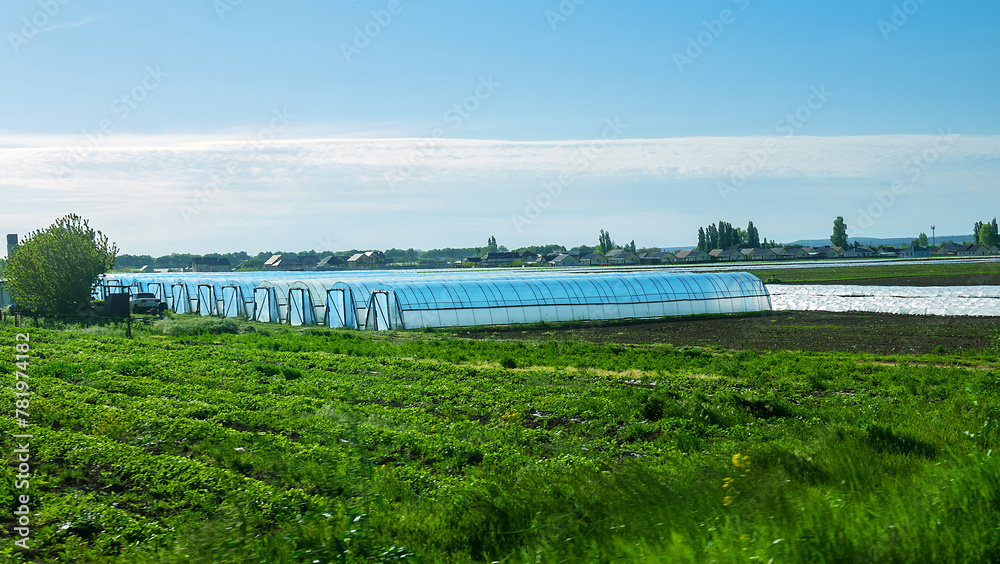 Growing vegetables under a film and in a greenhouse on an industrial scale, protected horticulture