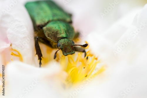 Macro shot of a rare noble chafer breed of beetle eating on a rose