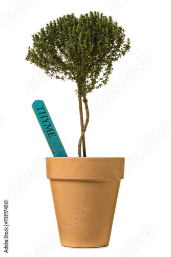 Thyme plant in clay pot isolated on white background