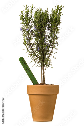 Potted rosemary shrub with plant tag isolated  on white background