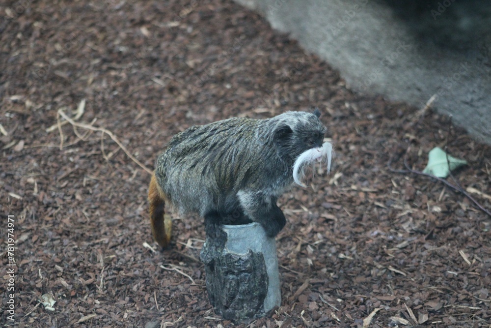 Fototapeta premium Tamarin monkey on stone