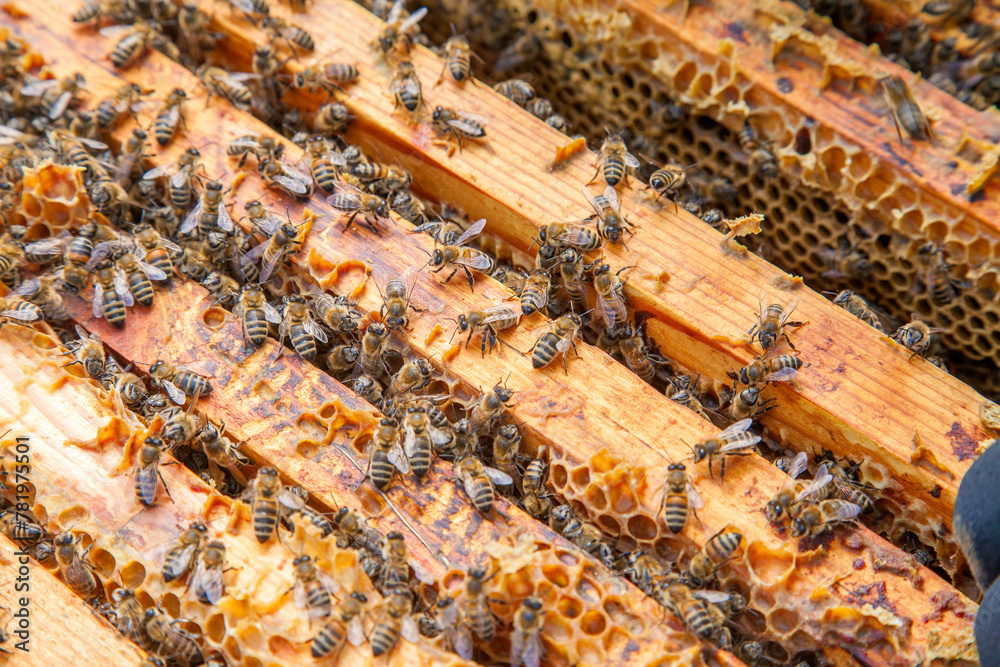 Open hive showing the bees swarming on a honeycomb.. Open hive showing the bees swarming on a honeycomb..
