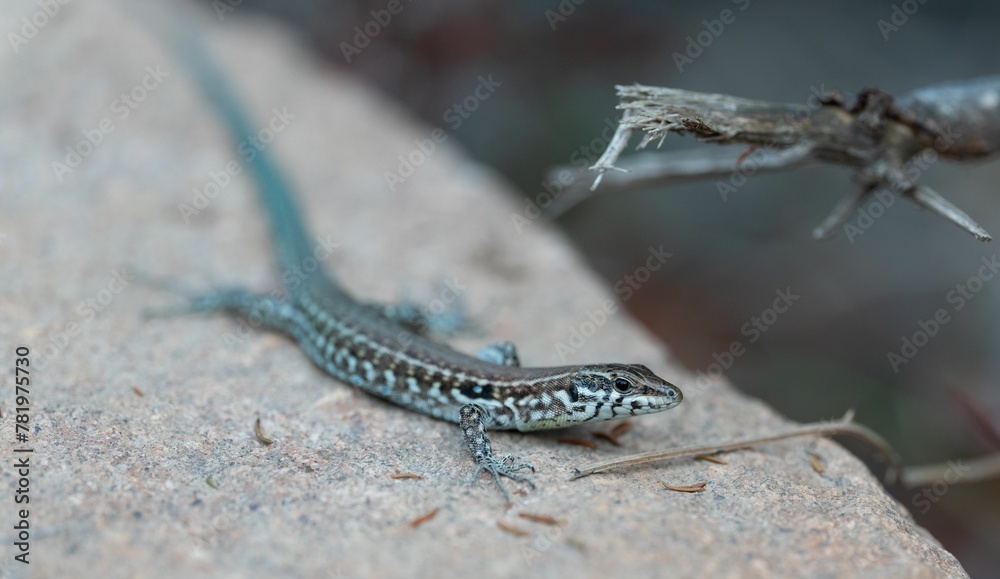 Selective closeup of a Tyrrhenian wall lizard on a stone Selective closeup of a Tyrrhenian wall lizard on a stone