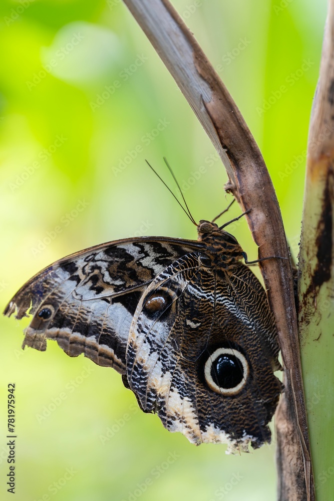 Beautiful view of an Owl butterfly in the garden Beautiful view of an Owl butterfly in the garden