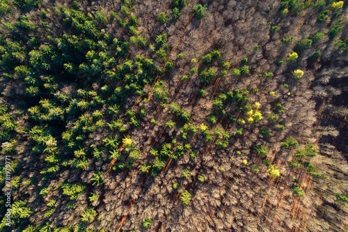 Autumn morning in the forest taken with a drone - near Furth im Wald, Bavaria - Germany photo