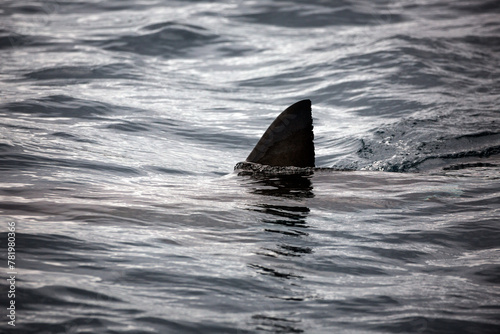 Quadro su tela Shark fin on the ocean's surface
