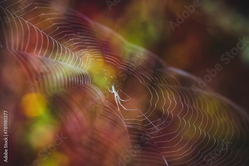 Macro shot of silver stretch spider (Tetragnatha montana) in a cobweb photo