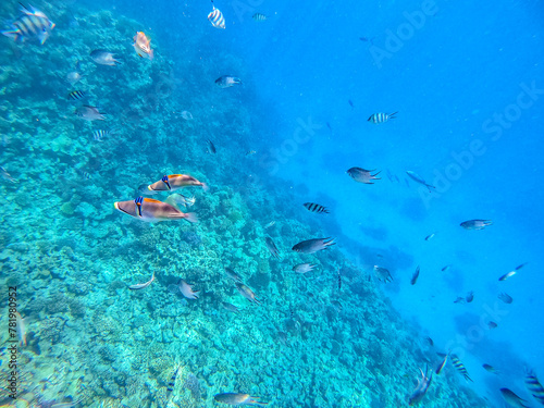 Rhinecanthus assasi fish or Picasso trigger fish on his coral reef in the Red Sea, Egypt.. photo