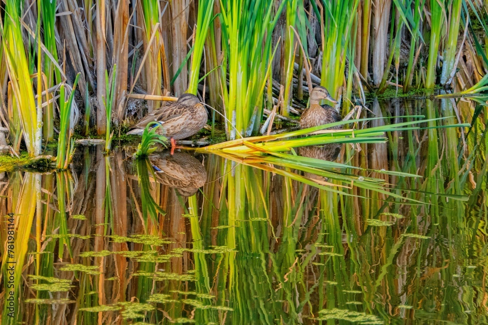Obraz premium Cute ducks resting in a wetland in Alberta during the daytime