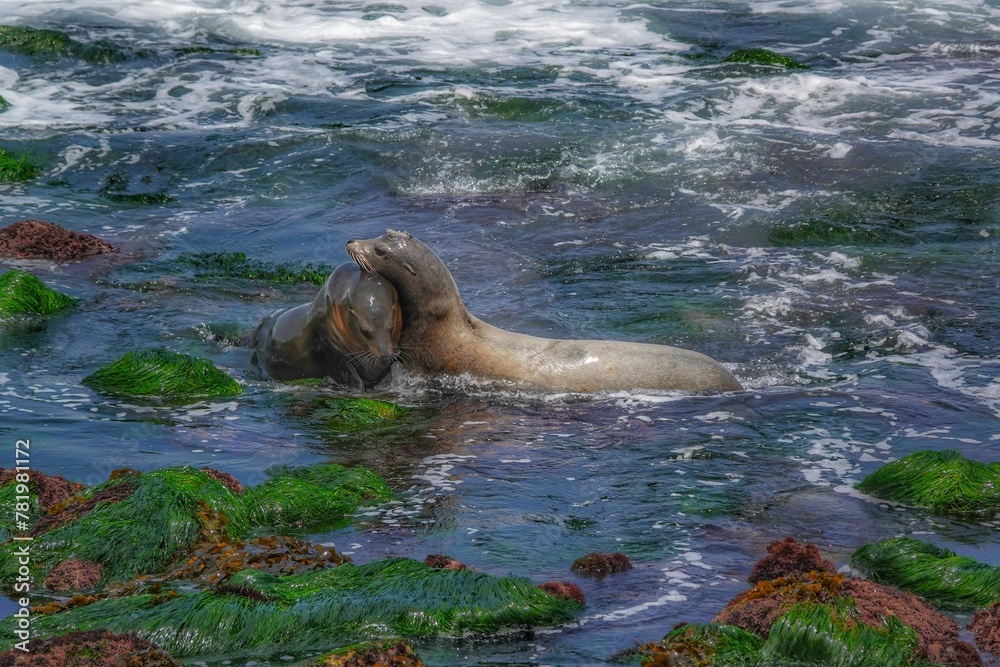 Fototapeta premium View of sea lions hugging each other in water