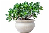 Jade plant (Crassula ovata) in Flowerpot Closeup, Crassula Macro House Plant in Flowerpot on Blurred Background