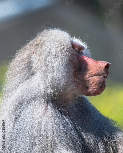 Closeup of a beautiful Hamadryas baboon on a blurred background