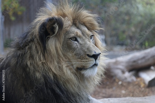 Closeup shot of a lion  Panthera leo 