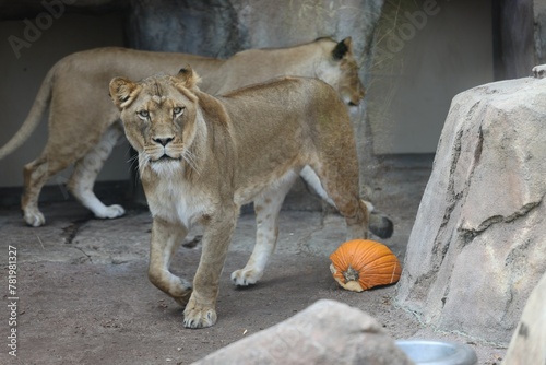 Lions (Panthera leo) in the zoo