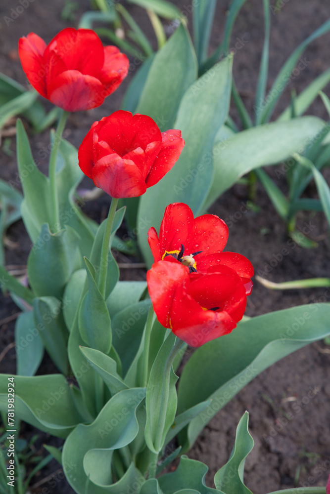 Naklejka premium Red tulips under sunlight in the park at the middle of spring..