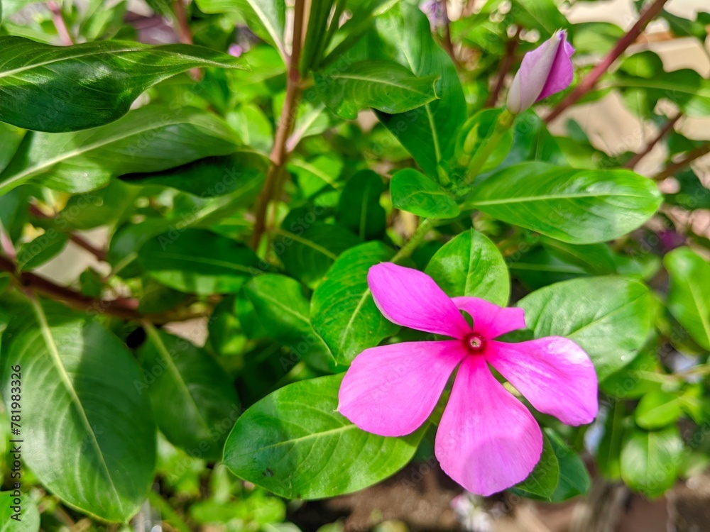 Tapak dara is an annual shrub originating from Madagascar, but has spread to various other tropical areas. The scientific name is Catharanthus roseus Don. Tapak dara is an annual shrub originating from Madagascar, but has spread to various other tropical areas. The scientific name is Catharanthus roseus Don.