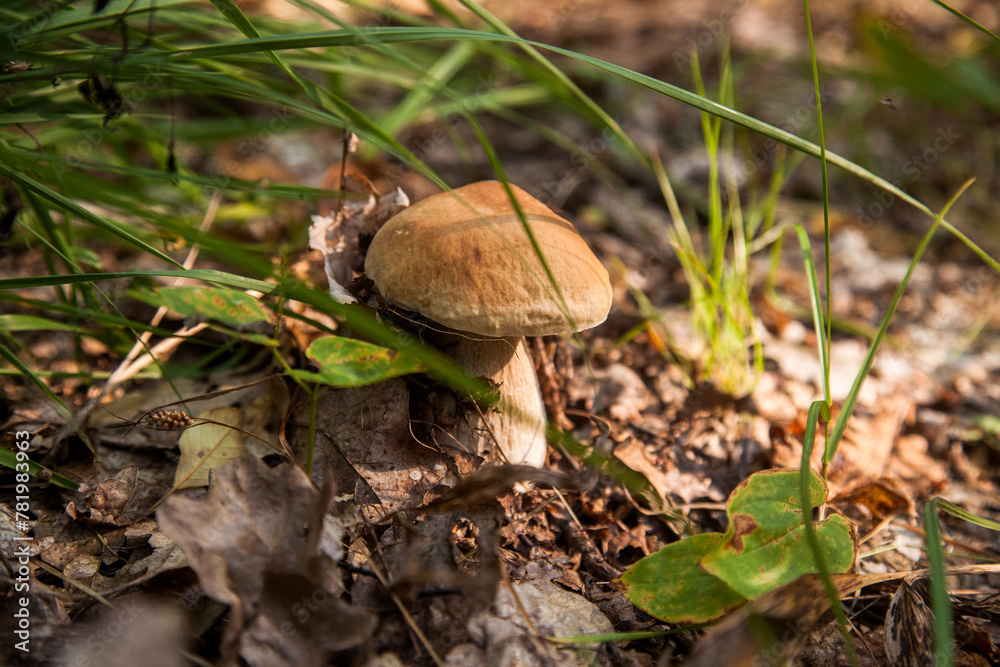 Boletus mushroom in the wild. Porcini mushroom grows on the forest floor at autumn season.. Boletus mushroom in the wild. Porcini mushroom grows on the forest floor at autumn season..