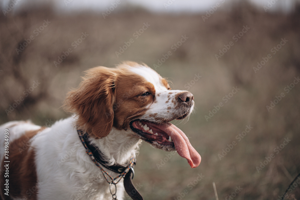A dog of the hunting breed Epagnol Breton of white and red color during a hunting trip in nature in close-up.