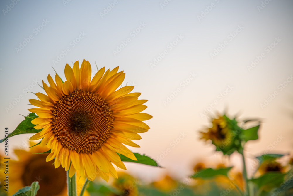 Obraz premium Field sunflowers in the warm light of the setting sun. Summer time. Concept agriculture oil production growing.
