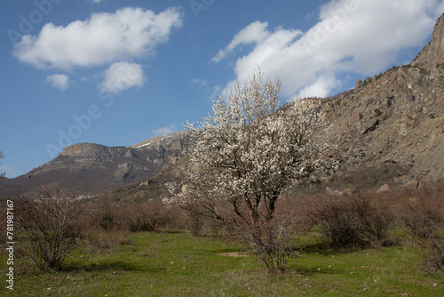 Mountains in spring Crimea against a background of blue sky  bright sunlight and flowering trees