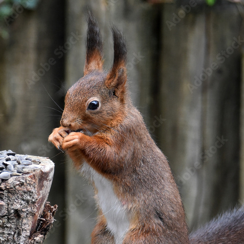 Eichhörnchen an Futterplatz © R+R