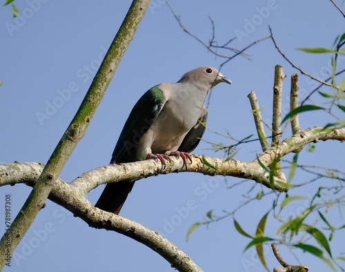 Closeup of a Grey imperial pigeon perched on a branch of a tree