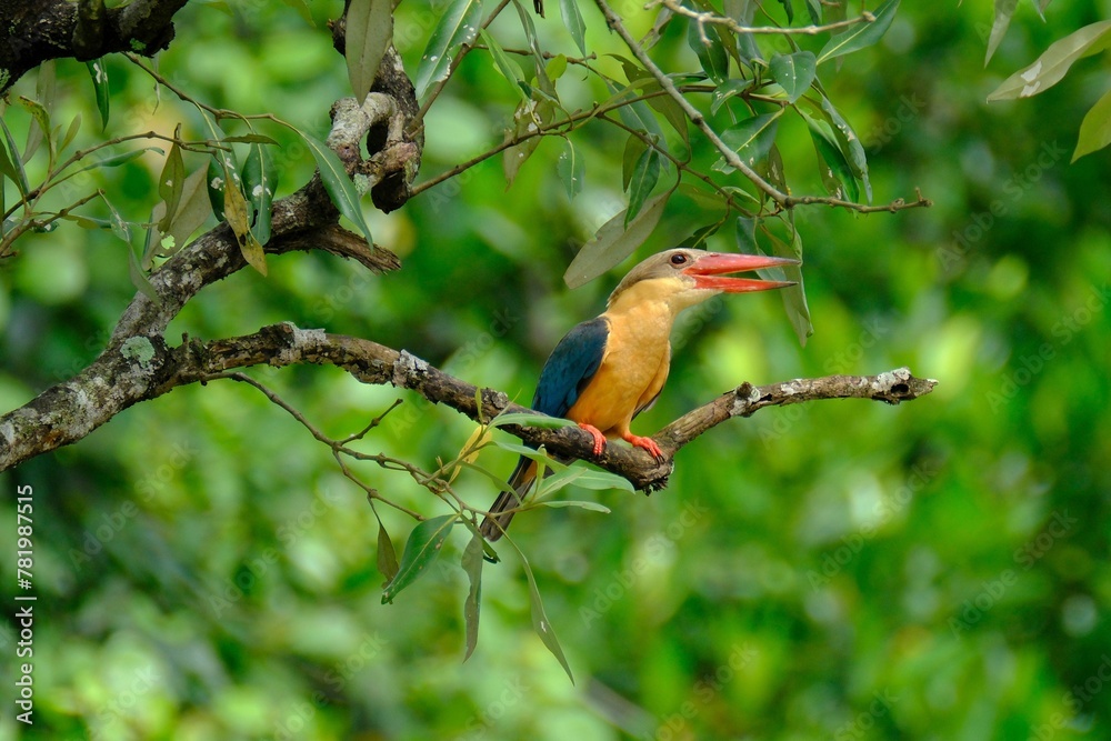 Oriental dwarf kingfisher perching on tree branch Oriental dwarf kingfisher perching on tree branch